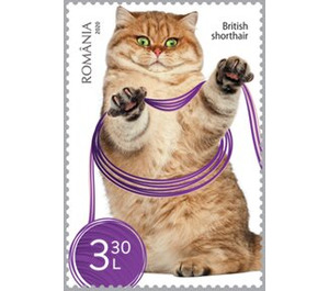 British Shorthair Cat - Romania 2020 - 3.30