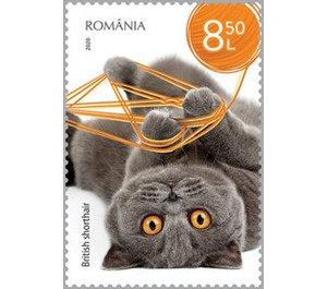 British Shorthair Cat - Romania 2020 - 8.50