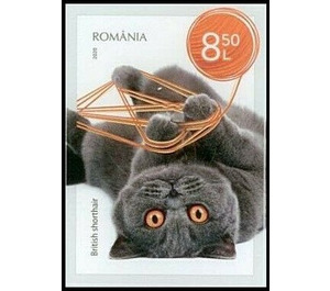 British Shorthair Cat - Romania 2020 - 8.50