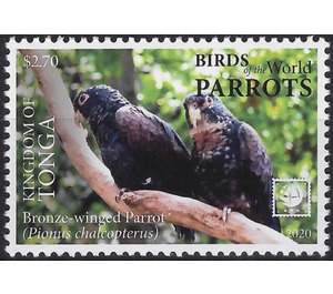 Bronze-Winged Parrot (Pionus chalcopterus) - Polynesia / Tonga 2020