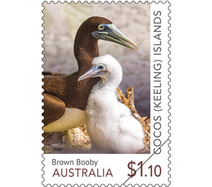 Brown Booby - Cocos (Keeling) Islands 2020 - 1.10