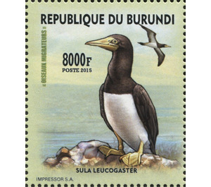 Brown Booby (Sula leucogaster) - East Africa / Burundi 2016