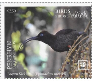 Brown Sicklebill (Epimachus meyeri) - Polynesia / Penrhyn 2020