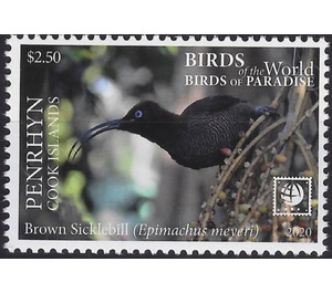 Brown Sicklebill (Epimachus meyeri) - Polynesia / Penrhyn 2020