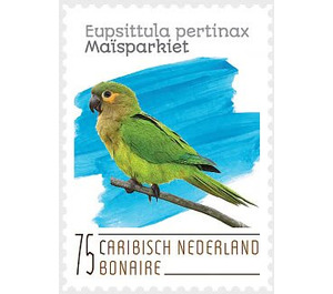 Brown-Throated Parakeet (Eupsittula pertinax) - Caribbean / Bonaire 2020 - 75