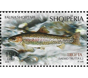 Brown Trout (Salmo trutta fario) - Albania 2018 - 190