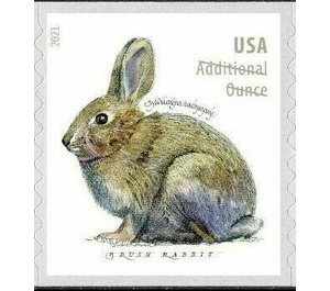 Brush Rabbit (Sylvilagus bachmani) - United States of America 2021