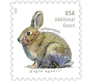 Brush Rabbit (Sylvilagus bachmani) - United States of America 2021