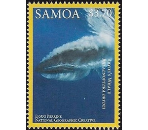 Bryde's Whale (Balaenoptera brydei) - Polynesia / Samoa 2016 - 3.70