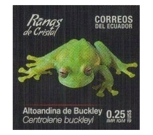 Buckley's Giant Glass Frog (Centrolene buckleyi) - South America / Ecuador 2019 - 0.25