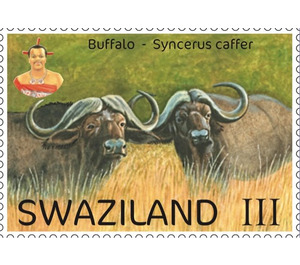 Buffalo (Syncerus caffer) - South Africa / Swaziland 2017