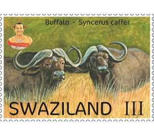 Buffalo (Syncerus caffer) - South Africa / Swaziland 2017