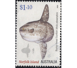 Bump-head Sunfish (Mola alexandrini) - Norfolk Island 2020