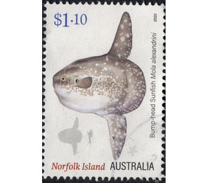 Bump-head Sunfish (Mola alexandrini) - Norfolk Island 2020