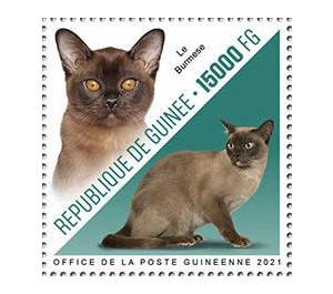 Burmese Cat - West Africa / Guinea 2021