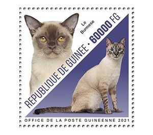 Burmese Cat - West Africa / Guinea 2021