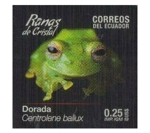 Burrowes' Giant Glass Frog (Centrolene ballux) - South America / Ecuador 2019 - 0.25