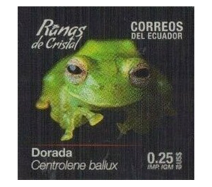 Burrowes' Giant Glass Frog (Centrolene ballux) - South America / Ecuador 2019 - 0.25