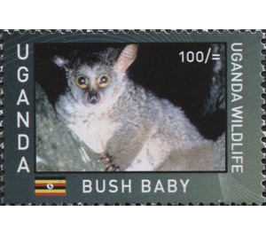 Bushbaby/Galago (Galago sp.) - East Africa / Uganda 2017 - 100