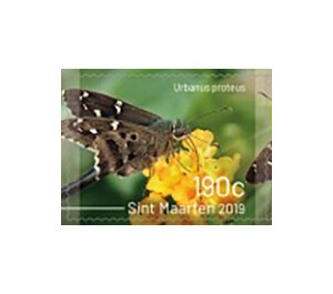 Butterflies of Sint Maarten - Caribbean / Sint Maarten 2019 - 190