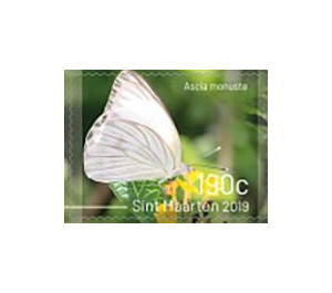 Butterflies of Sint Maarten - Caribbean / Sint Maarten 2019 - 190