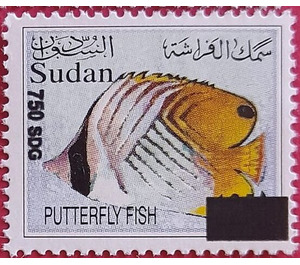 Butterflyfish (Chaetodontidae) - North Africa / Sudan 2021