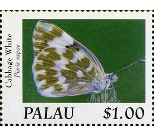 Cabbage White (Pieris rapae) - Micronesia / Palau 2020