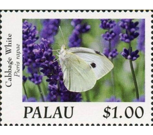 Cabbage White (Pieris rapae) - Micronesia / Palau 2020