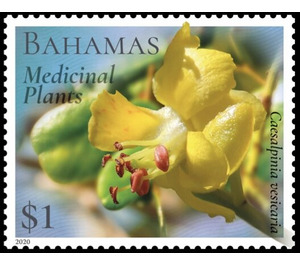 Caesalpinia vesicaria - Caribbean / Bahamas 2020 - 1