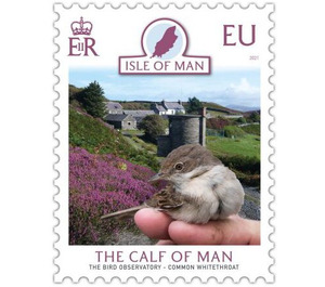 Calf of Man Bird Observatory : Common Whitethroat - Great Britain / British Territories / Isle of Man 2021