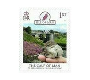 Calf of Man Bird Observatory : Common Whitethroat - Great Britain / British Territories / Isle of Man 2021