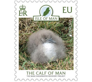 Calf of Man Shearwater Recovery Project - Great Britain / British Territories / Isle of Man 2021