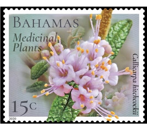 Callicarpa hitchockii - Caribbean / Bahamas 2020 - 15