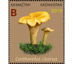 Cantharellus cibarius - Kazakhstan 2019