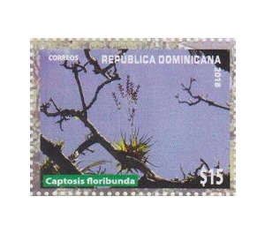 Captosis floribunda - Caribbean / Dominican Republic 2019 - 15