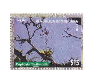 Captosis floribunda - Caribbean / Dominican Republic 2019 - 15