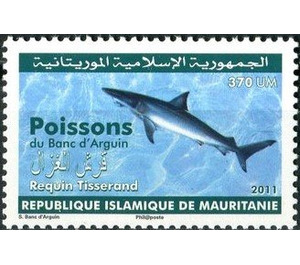 Carcharhinus brevipinna - West Africa / Mauritania 2011 - 370