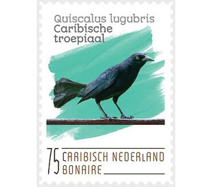 Carib Grackle (Quiscalus lugubris) - Caribbean / Bonaire 2020 - 75