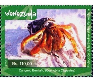 Caribbean Hermit Crab (Coenobita clypeatus) - South America / Venezuela 2016 - 110