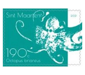 Caribbean Reef Octopus (Octopus briareus) - Caribbean / Sint Maarten 2021