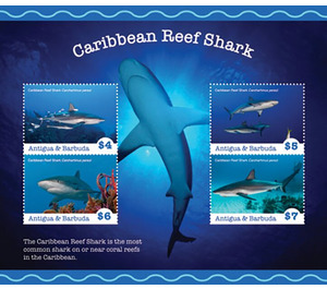 Caribbean Reef Shark (Carcharhinus perezi) - Caribbean / Antigua and Barbuda 2020