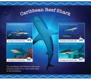 Caribbean Reef Shark (Carcharhinus perezi) - Caribbean / Antigua and Barbuda 2020