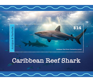 Caribbean Reef Shark (Carcharhinus perezi) - Caribbean / Antigua and Barbuda 2020