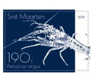 Caribbean Spiny Lobster (Panulirus argus) - Caribbean / Sint Maarten 2021