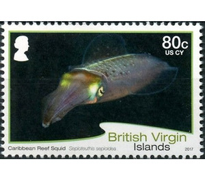 Caribbian Reef Squid - Caribbean / British Virgin Islands 2017 - 80