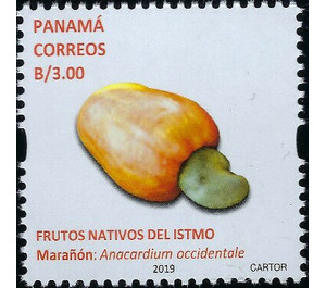 Cashew Apple (Anacardium occidentale) - Central America / Panama 2019 - 3