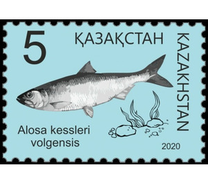 Caspian Anadromous Shad (Alosa kessleri) - Kazakhstan 2020 - 5