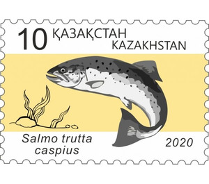 Caspian Trout (Salmo trutta caspius) - Kazakhstan 2020 - 10