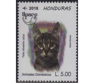 Cat - Central America / Honduras 2018 - 5
