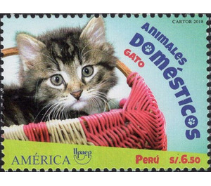 Cat - South America / Peru 2019 - 6.50